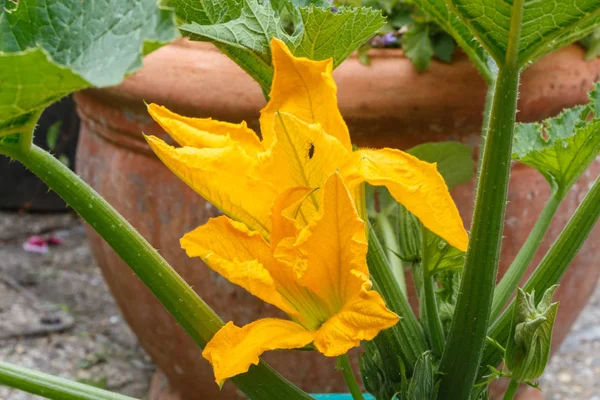 Flor de abobrinha em um jardim — Fotografia de Stock