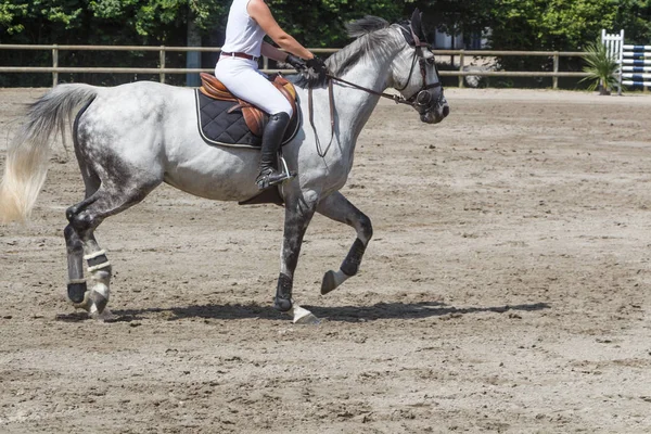 Mujer montando un caballo gris — Foto de Stock