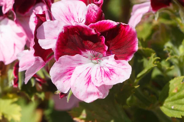 Růžové a bílé pelargónie květiny — Stock fotografie
