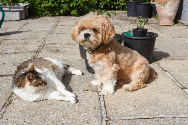 Lhasa Apso cão e gato em um jardim — Fotografia de Stock