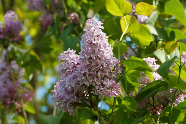 ライラックの紫色の花 — ストック写真