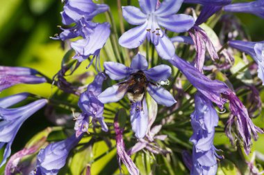 Bir bahçede Agapanthus çiçek ve arı