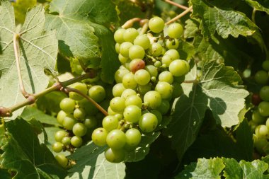 Üzüm asma stoktaki demet