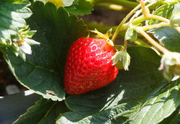 Little strawberry ripening in a vegetable garden — Stock Photo, Image
