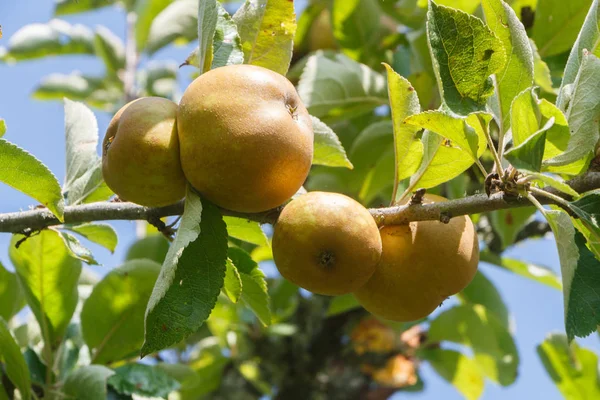 Elma ağacında olgunlaşan elmalar