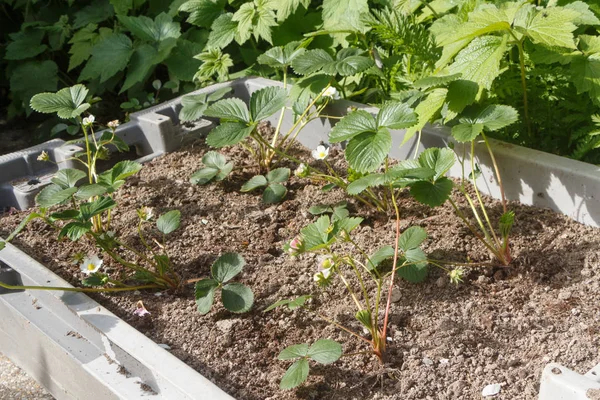 箱の中のイチゴの植物 — ストック写真