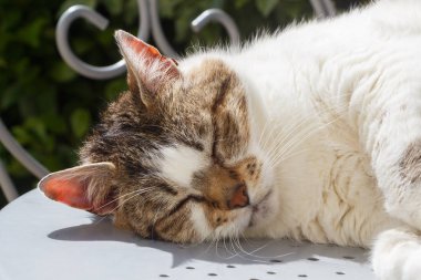 Bahçede tekir kedi gibi yatıyorsun.