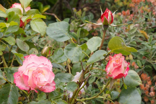 Bahçedeki pembe güller