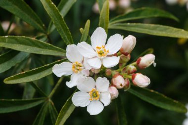 Meksika portakal çiçekleri