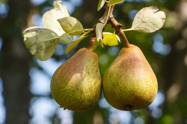 Maturazione di pera su un albero di pera — Foto Stock
