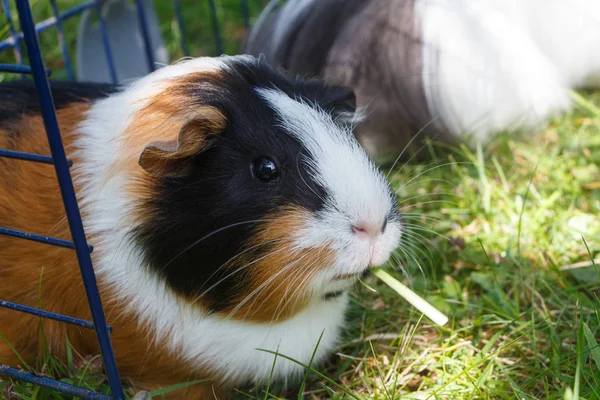 Cochon de Guinée dans l'herbe — Photo
