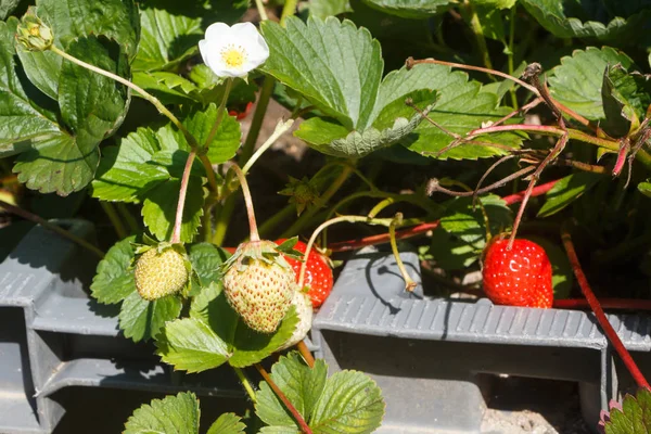 Little strawberries ripening in a vegetable garden — Stock Photo, Image