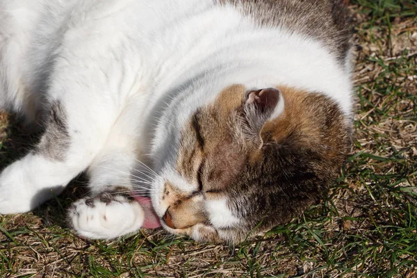 Deitado gato tabby em um jardim — Fotografia de Stock