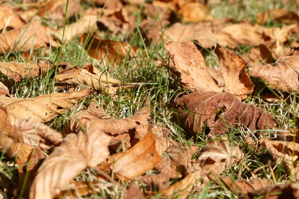Hojas muertas en la hierba — Foto de Stock