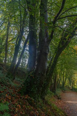 Parktaki yol ve ağaçlar