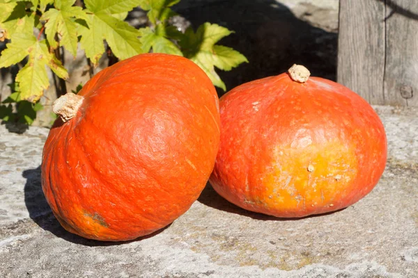 Pumpkins on the coping of a well — Stock Photo, Image