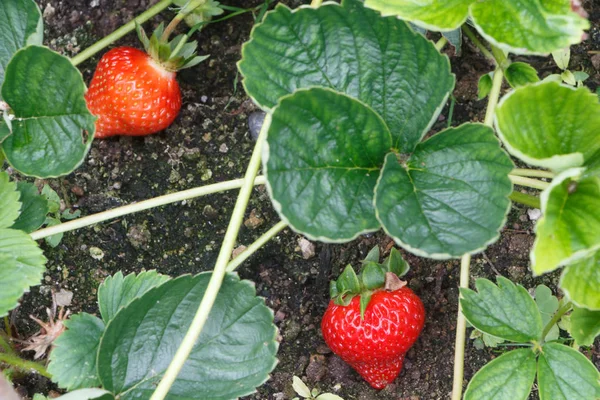 Little strawberries ripening in a vegetable garden — Stock Photo, Image