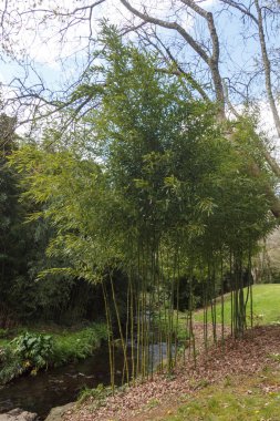 Bir bahçede bambu bitkiler