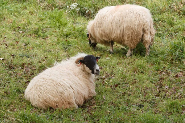 Schapen in een veld — Stockfoto