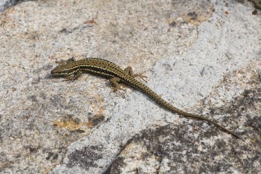 Duvarda ortak duvar kertenkelesi