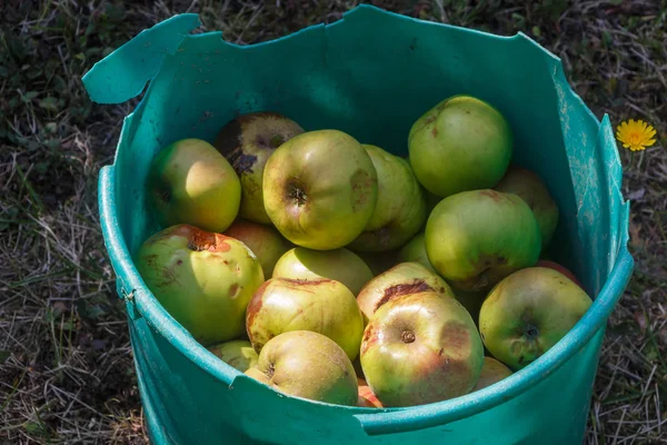 Rotten apples in a bucket