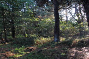 Brittany'de çalılıklar