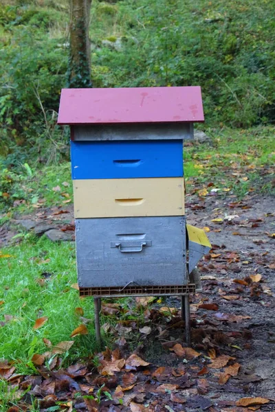 Bienenstock im Wald — Stockfoto