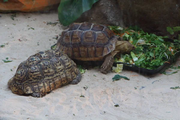 Leopard tortoise and African spurred tortoise in a terrarium — Stock Photo, Image