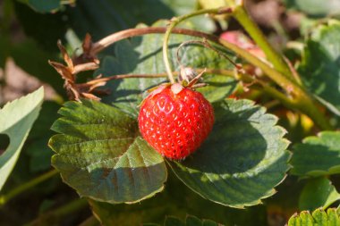 Sebze bahçesinde olgunlaşan küçük çilek