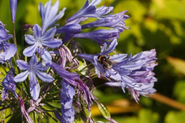 Bir bahçede Agapanthus çiçek ve arı