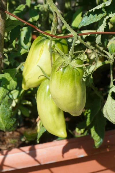 Pomodori che maturano in un orto — Foto Stock