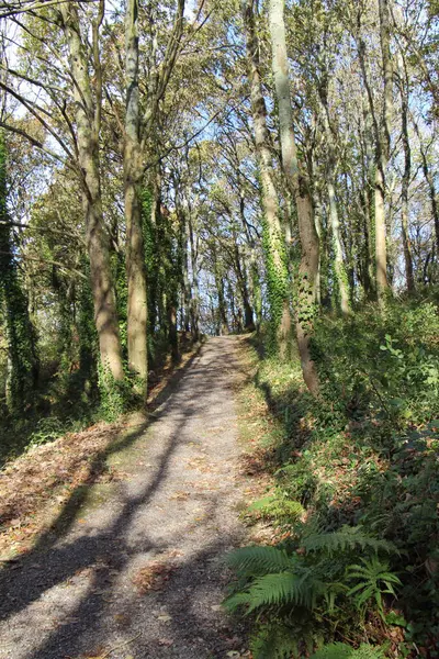 Pfad im Wald — Stockfoto