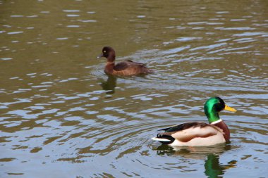 Bir nehir üzerinde mallard ördek ve tufted ördek