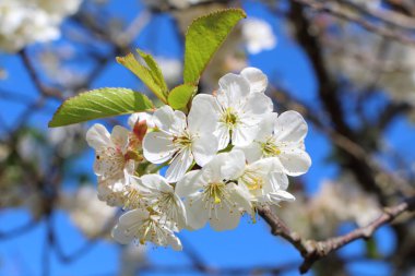 Kiraz ağacının çiçekleri