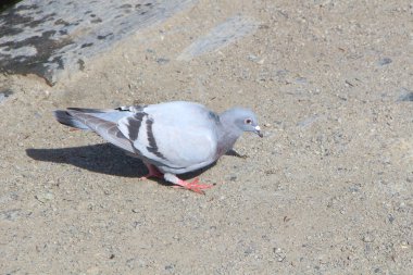 Bir gölün kıyısında güvercin