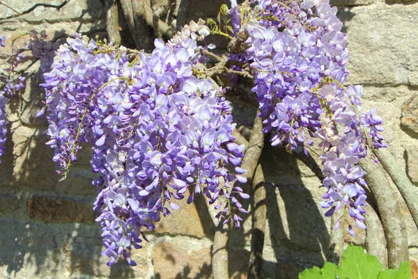 紫色の藤の花 — ストック写真