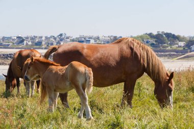 Trait Breton mare ve Brittany bir alanda onu tay