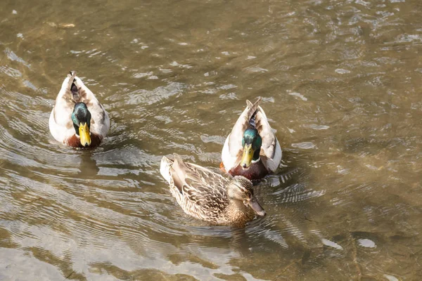 Mallard kachny na řece — Stock fotografie