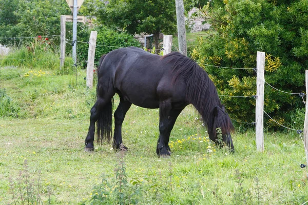 Merens cheval dans un champ — Photo