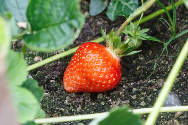 Kleine Erdbeere reift im Gemüsegarten — Stockfoto