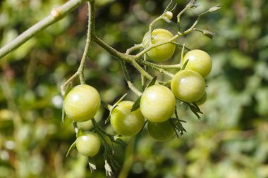 Sebze bahçesinde olgunlaşan kiraz domatesleri