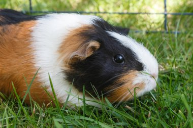 Çim eskiden şiling şimdi domuz