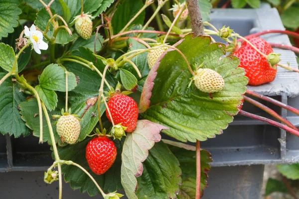 Strawberries ripening in a vegetable garden — Stock Photo, Image