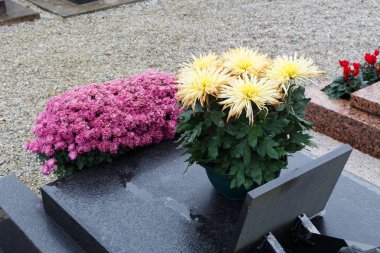 Krizantem bitkiler mezar taşları üzerinde