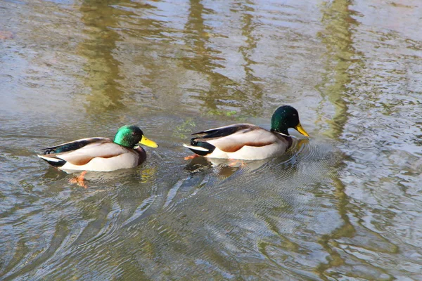 Mallard se agacha en un río — Foto de Stock