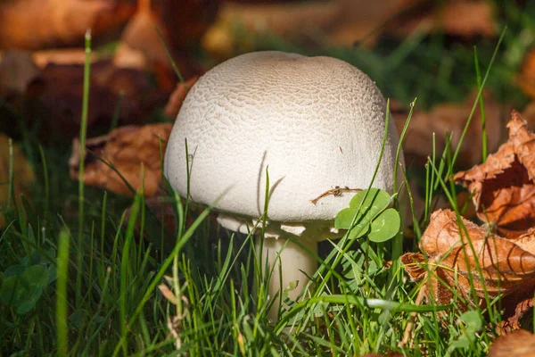 Field mushroom in grass — Stock Photo, Image