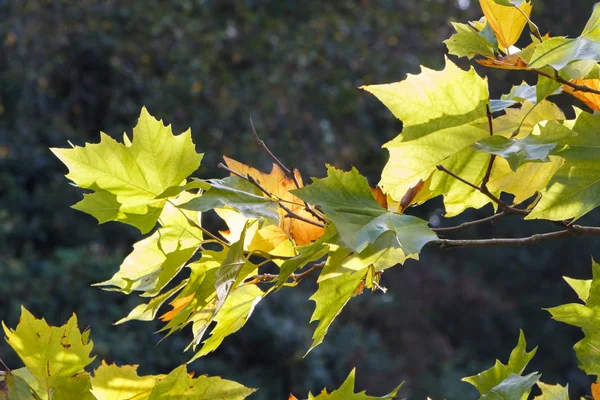 Liście na początku jesieni — Zdjęcie stockowe