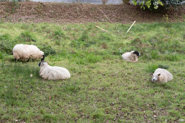 Ovejas Pastando Acostadas Campo — Foto de Stock