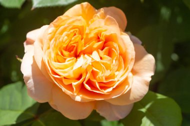 Baharda bahçede portakal gülü