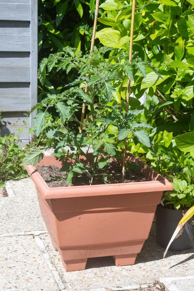 Ντομάτα Που Φυτρώνει Γλάστρα Στον Κήπο — Φωτογραφία Αρχείου